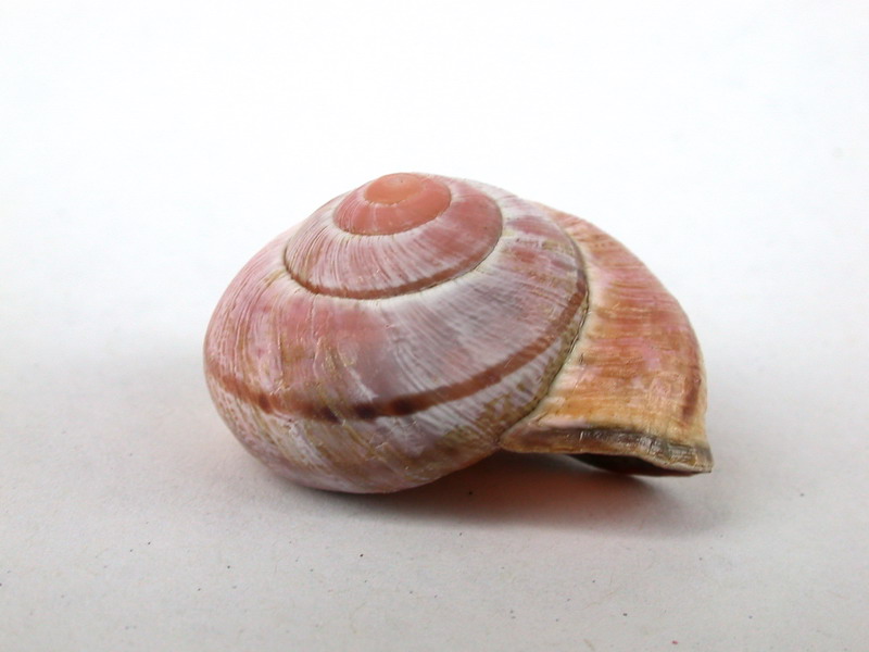 Cepaea nemoralis etrusca e altre